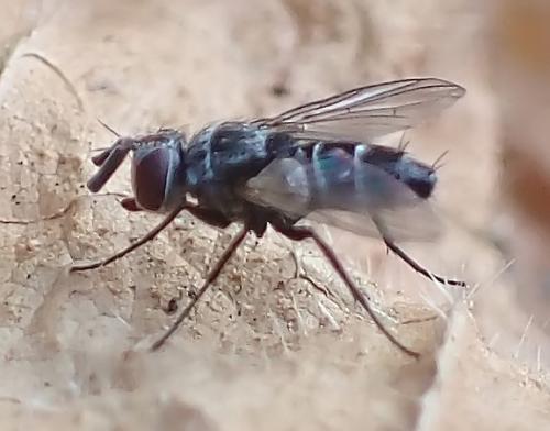 Clausicella suturata